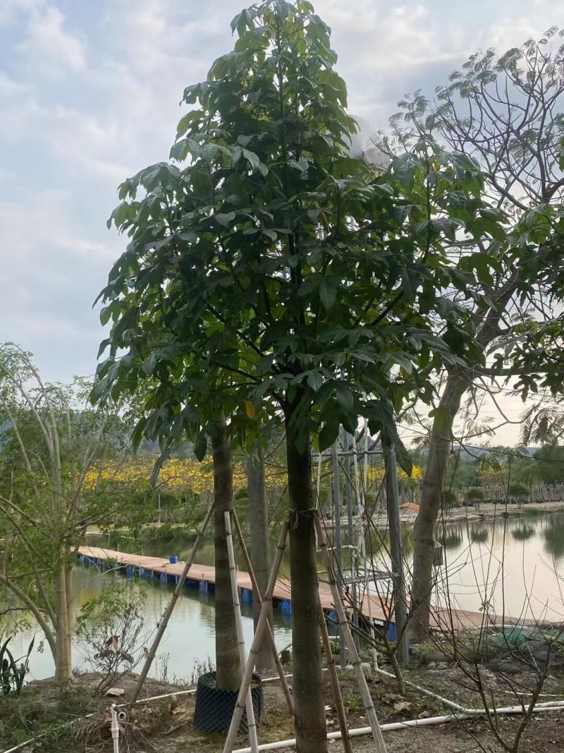澳洲火焰木12-15-18分各种规格大量现货供应