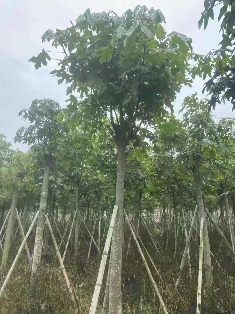 澳洲火焰木12-15-18分各种规格大量现货供应