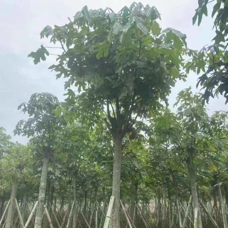 澳洲火焰木12-15-18分各种规格大量现货供应