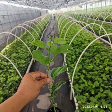 拱棚新型材料小拱棚拱杆4567810mm玻璃纤维棒