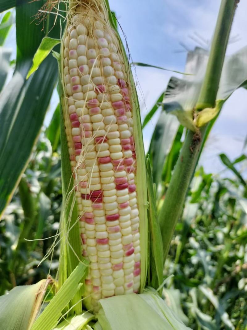 花糯玉米，天贵糯932