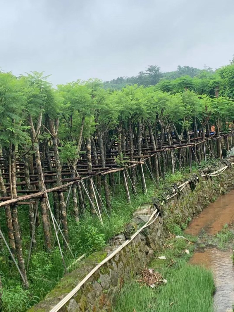 蓝花楹15-18-20-22-25-28各种规格大量现货