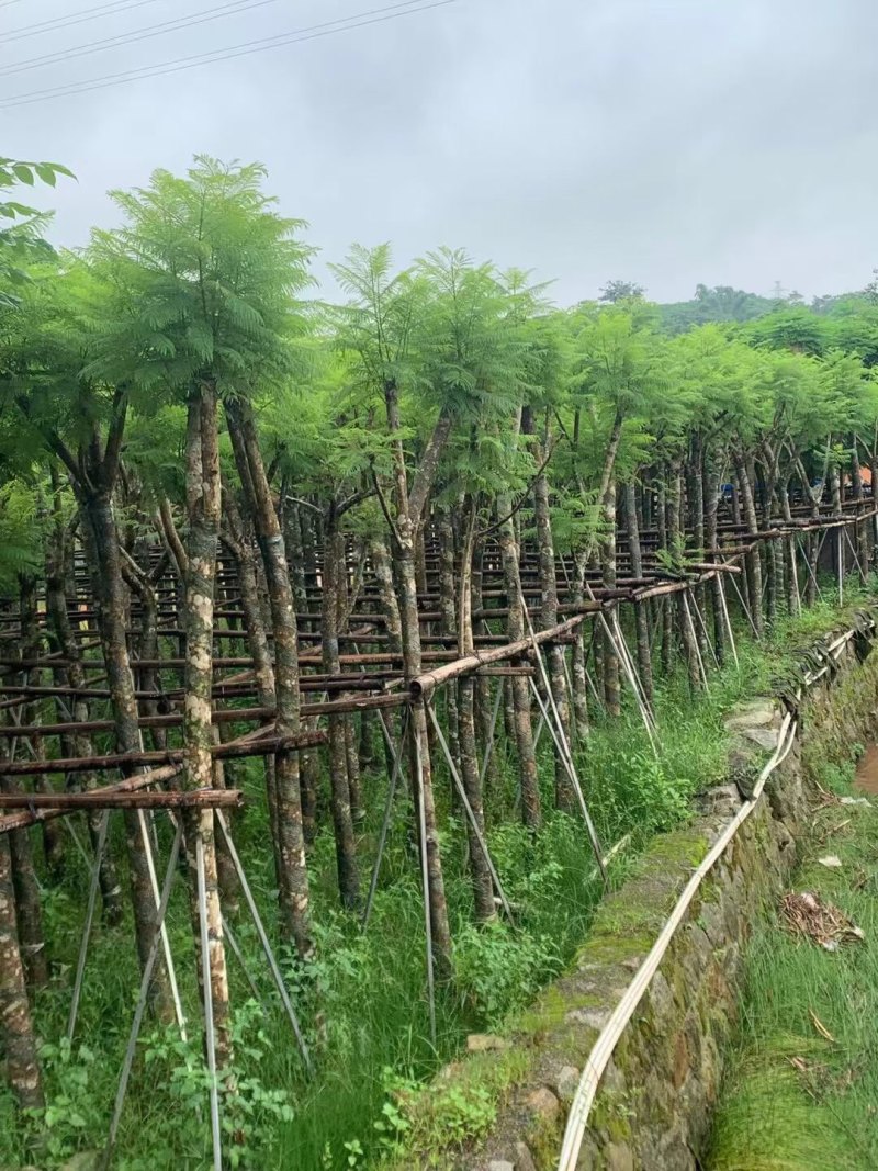 蓝花楹15-18-20-22-25-28各种规格大量现货