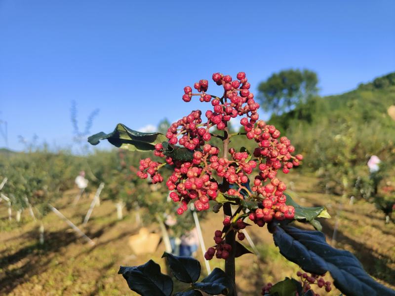 花椒