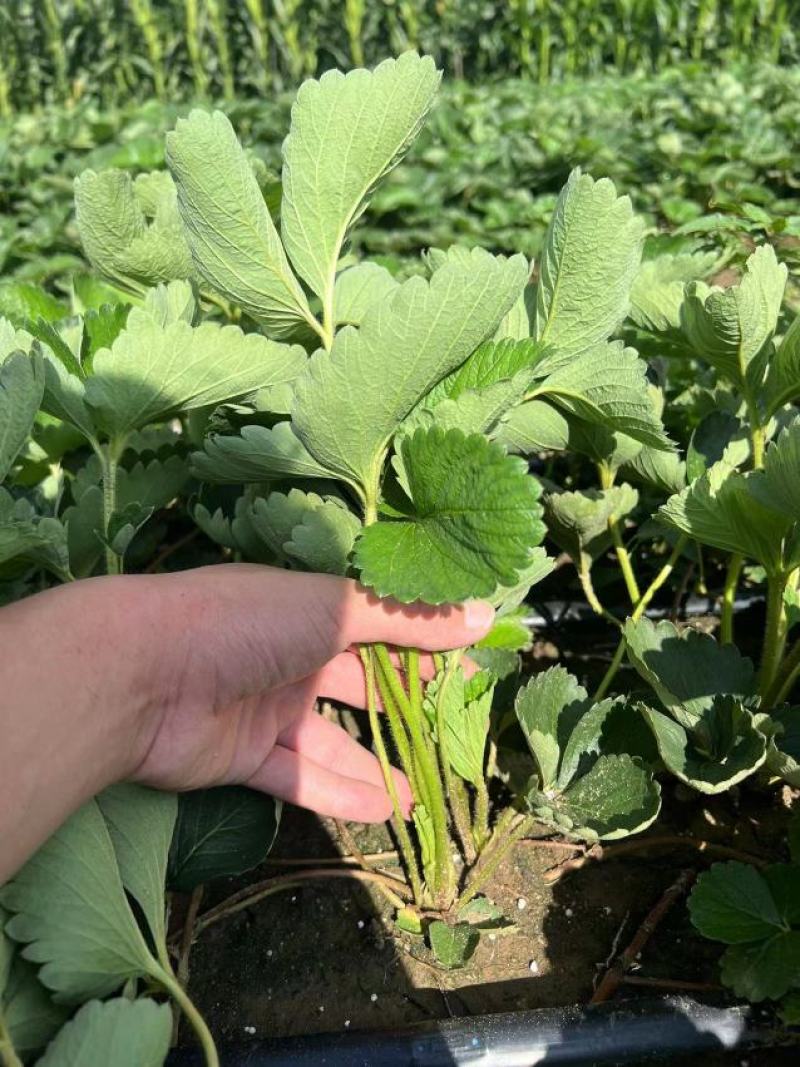 妙香七号草莓苗脱毒隋珠草莓苗法兰地甜查理黔莓一号草莓苗
