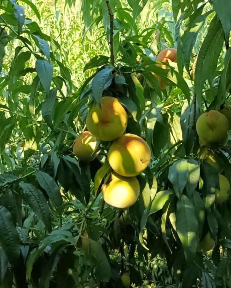 苹果桃出售