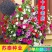 矮牵牛花种子碧冬茄种子喇叭花种子庭院阳台种子景观花海
