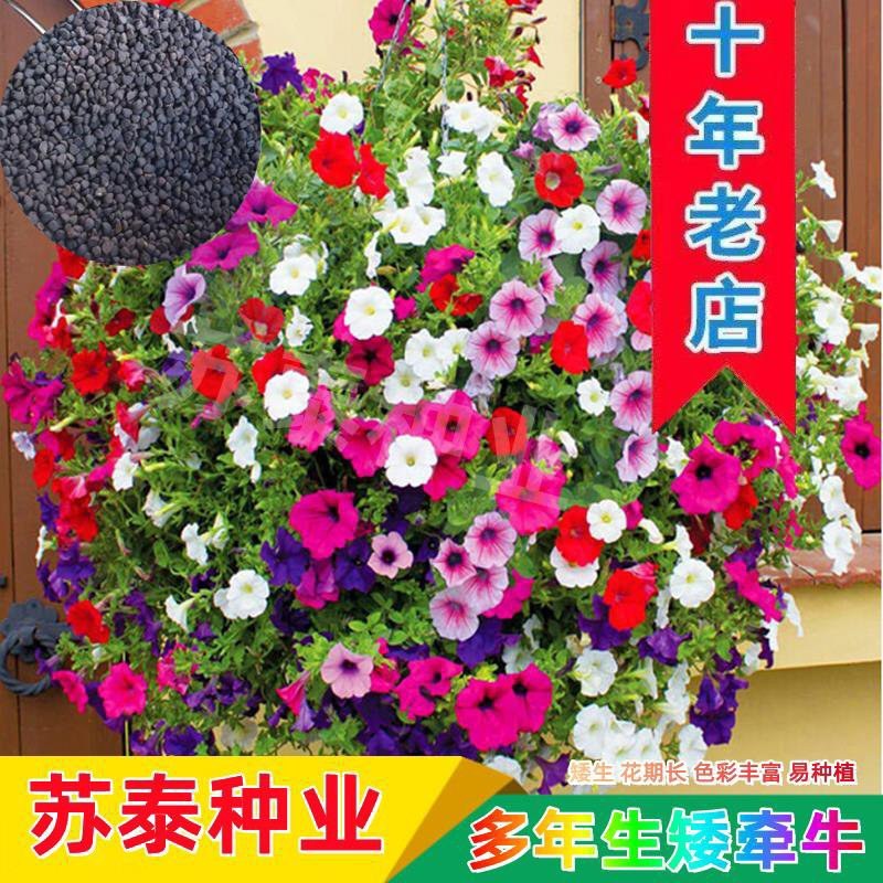 矮牵牛花种子碧冬茄种子喇叭花种子庭院阳台种子景观花海