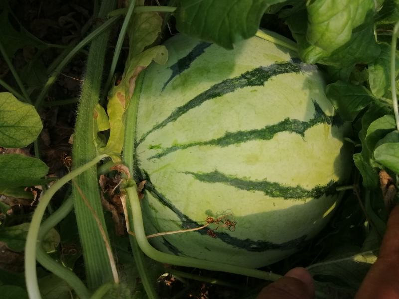 大棚头茬少籽麒麟瓜，千亩种植基地，规格7-16，糖度13