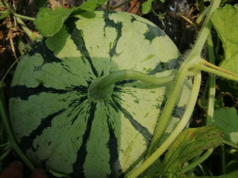 大棚头茬少籽麒麟瓜，千亩种植基地，规格7-16，糖度13