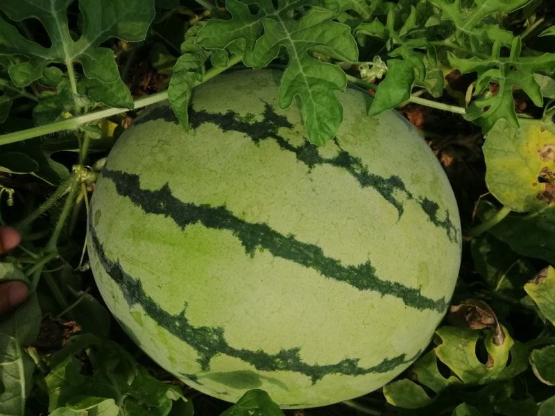 大棚头茬少籽麒麟瓜，千亩种植基地，规格7-16，糖度13