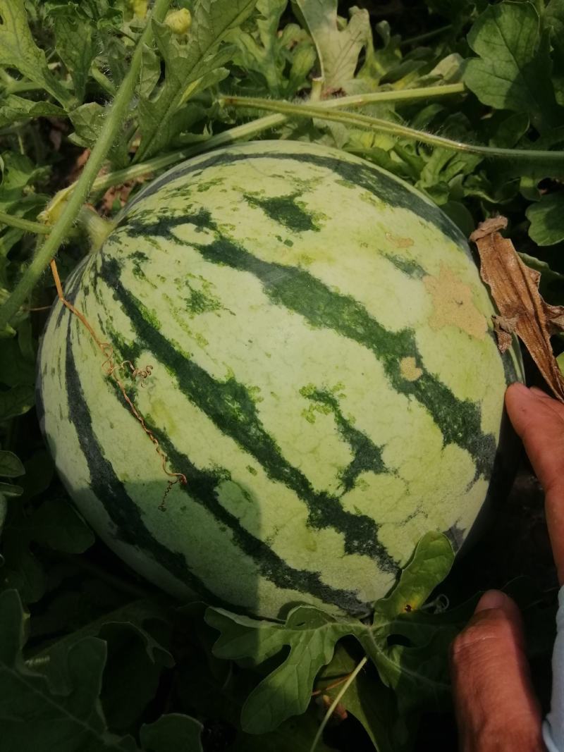 大棚头茬少籽麒麟瓜，千亩种植基地，规格7-16，糖度13