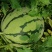大棚头茬少籽麒麟瓜，千亩种植基地，规格7-16，糖度13