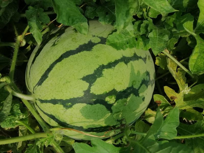 大棚头茬少籽麒麟瓜，千亩种植基地，规格7-16，糖度13