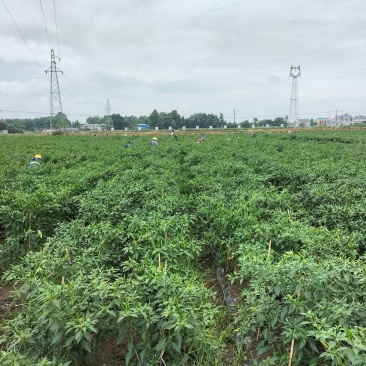 小米椒