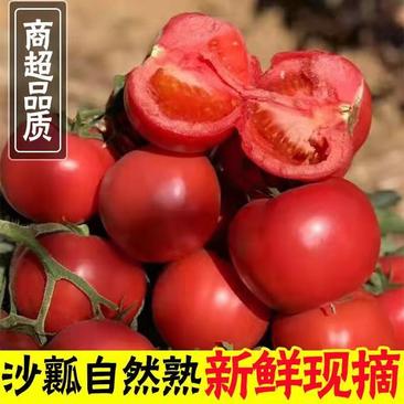 米易硬粉西红柿大量上市中，产地直发，全国供应货源充足