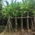 羊蹄甲5-8-10-12-15分大量现货供应欢迎咨询