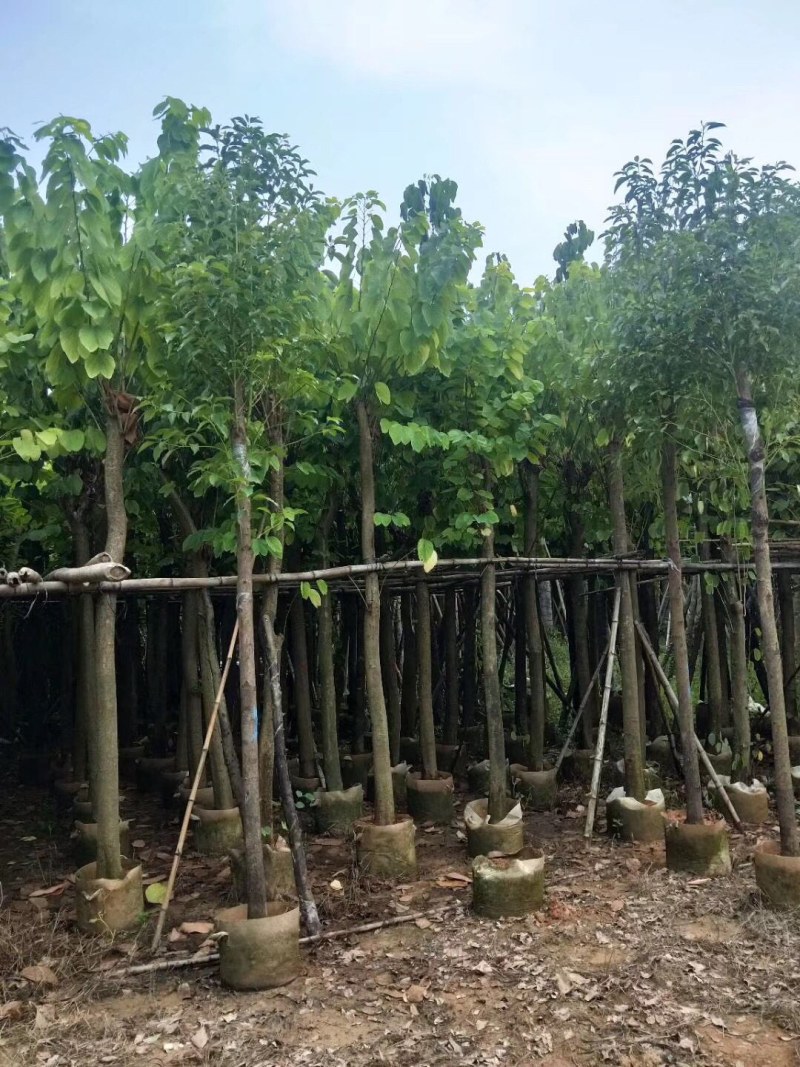 羊蹄甲5-8-10-12-15分大量现货供应欢迎咨询
