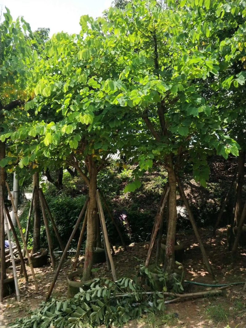 羊蹄甲5-8-10-12-15分大量现货供应欢迎咨询
