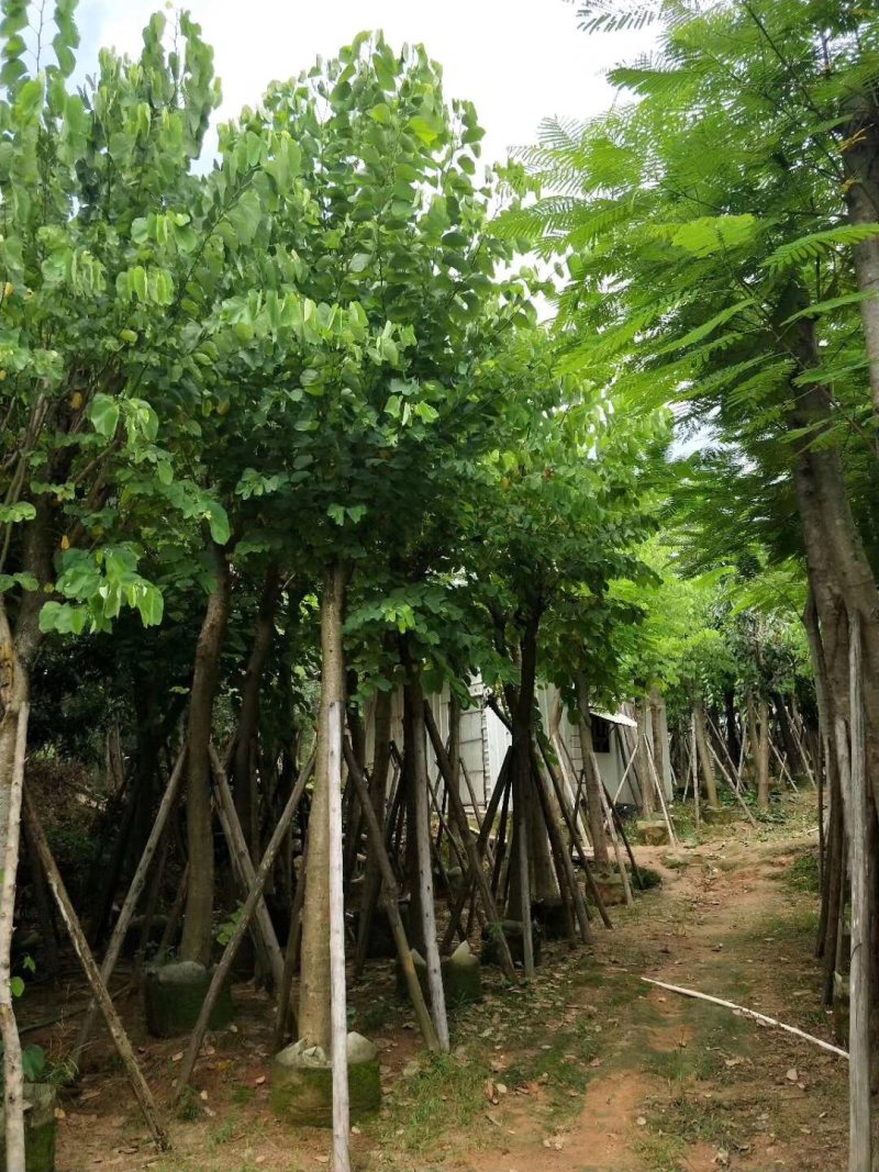 羊蹄甲5-8-10-12-15分大量现货供应欢迎咨询