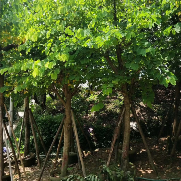 羊蹄甲5-8-10-12-15分大量现货供应欢迎咨询