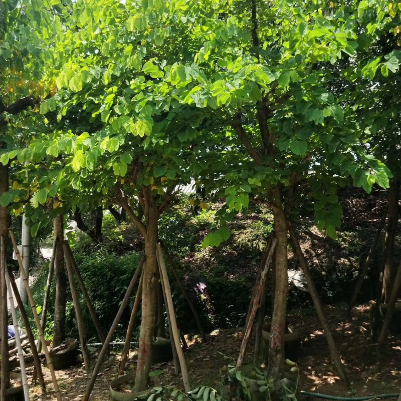 羊蹄甲5-8-10-12-15分大量现货供应欢迎咨询