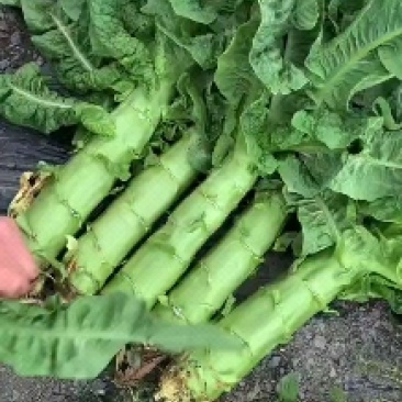 精品三青【毛叶】基地种植品质保证货源充足！