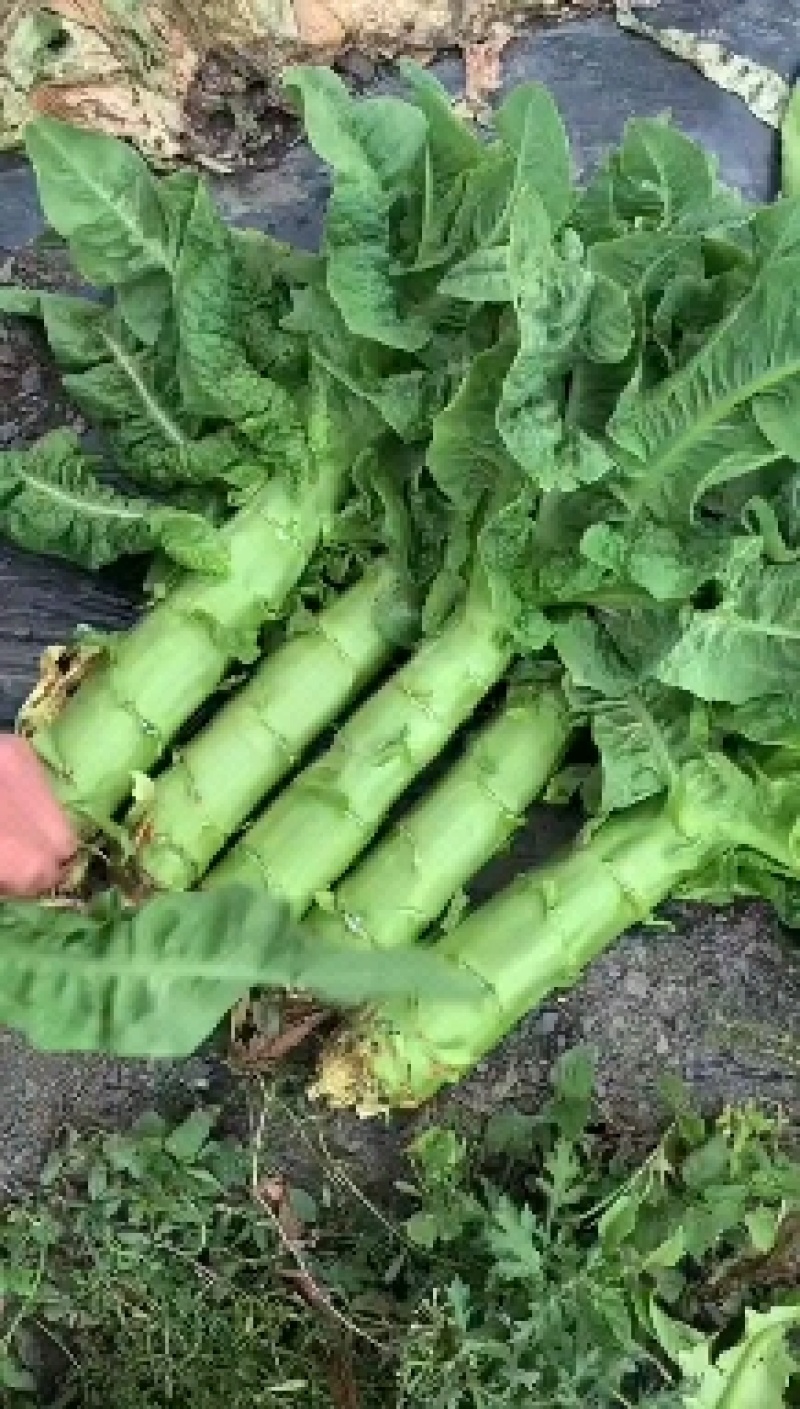 精品三青【毛叶】基地种植品质保证货源充足！