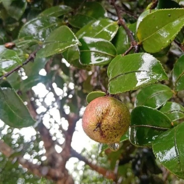 贵州山茶油