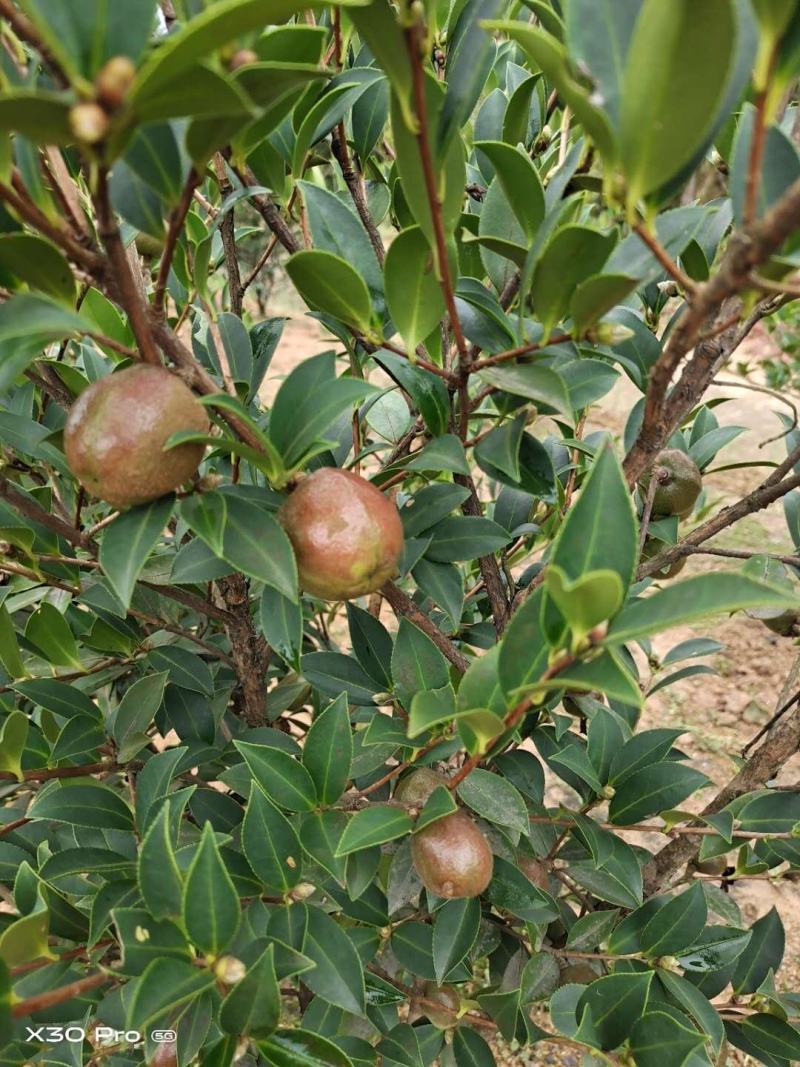 贵州山茶油