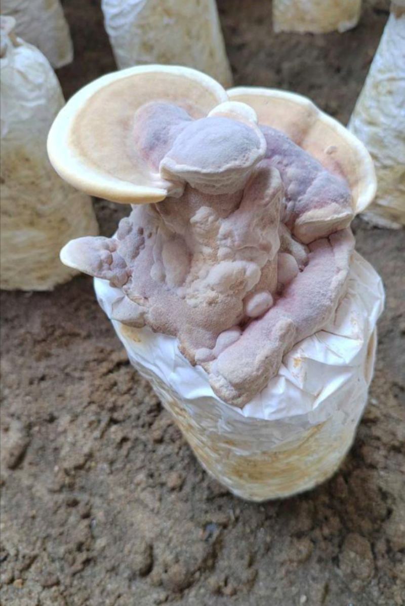 槐耳菌包生产基地直供大量供应没有中间商价格详谈