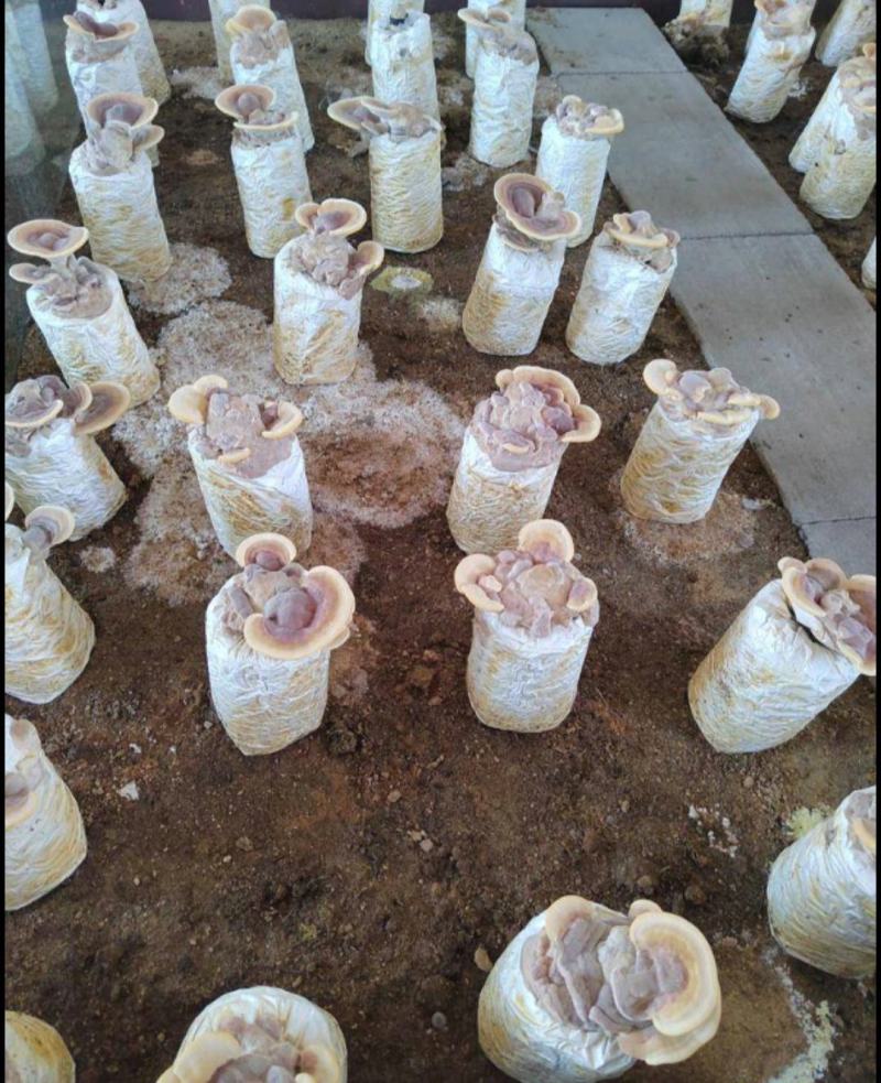 槐耳菌包生产基地直供大量供应没有中间商价格详谈