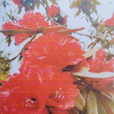 贵州马缨杜鹃花