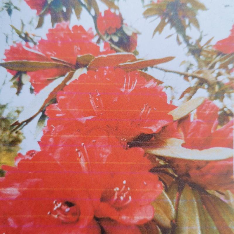 贵州马缨杜鹃花