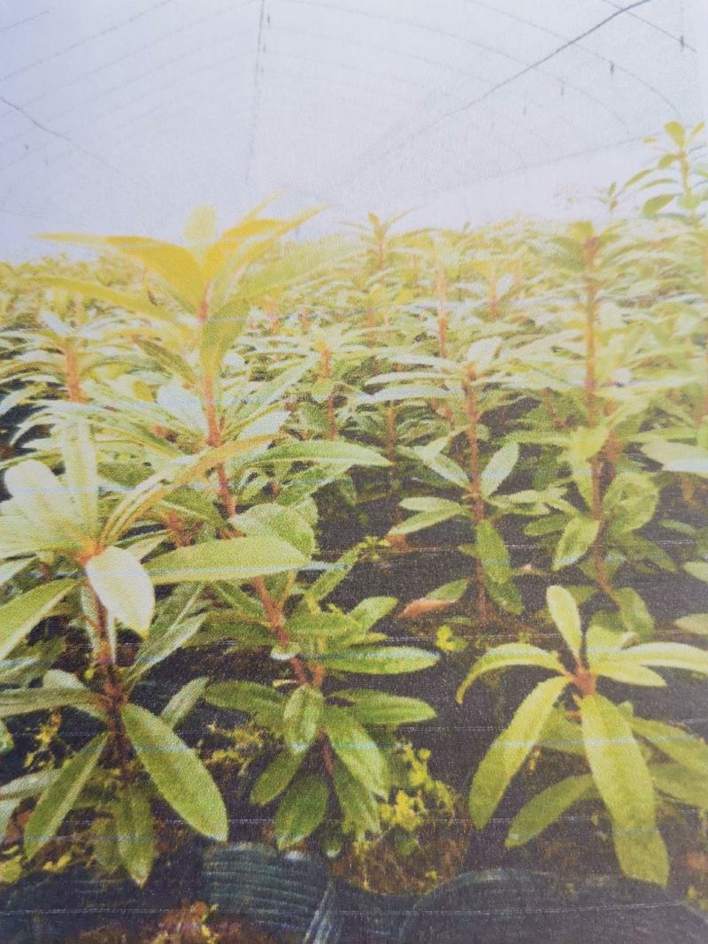 贵州马缨杜鹃花