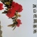 贵州马缨杜鹃花
