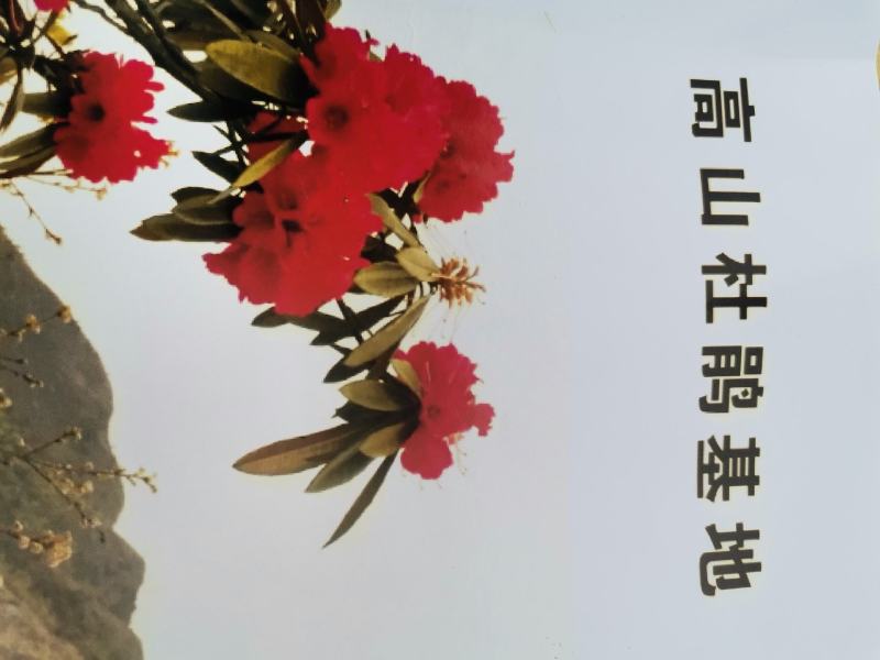 贵州马缨杜鹃花