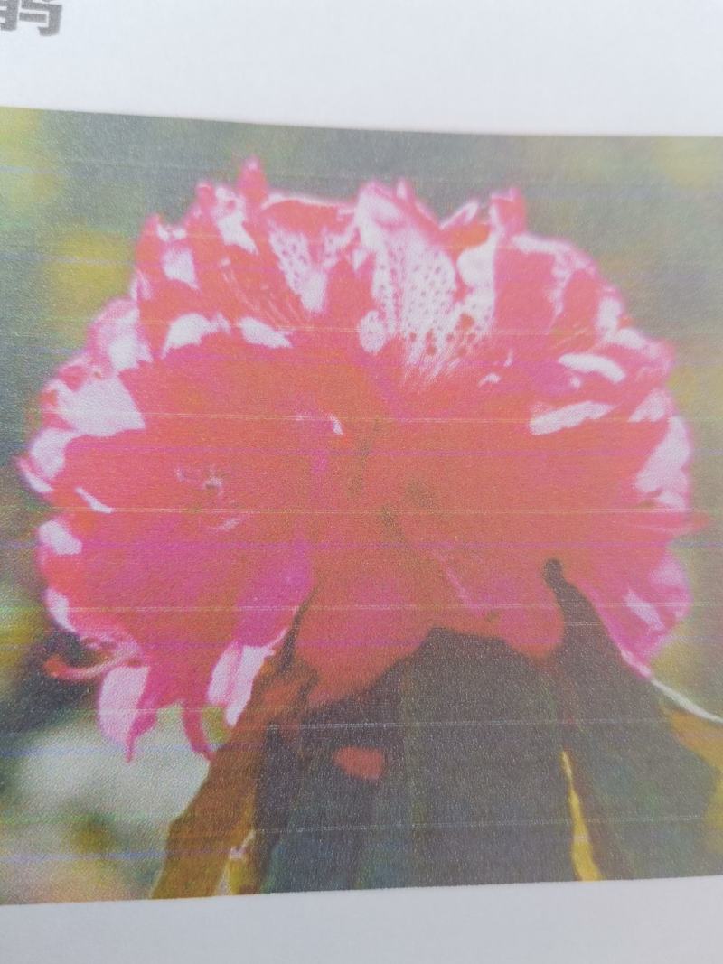贵州马缨杜鹃花
