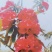 贵州马缨杜鹃花