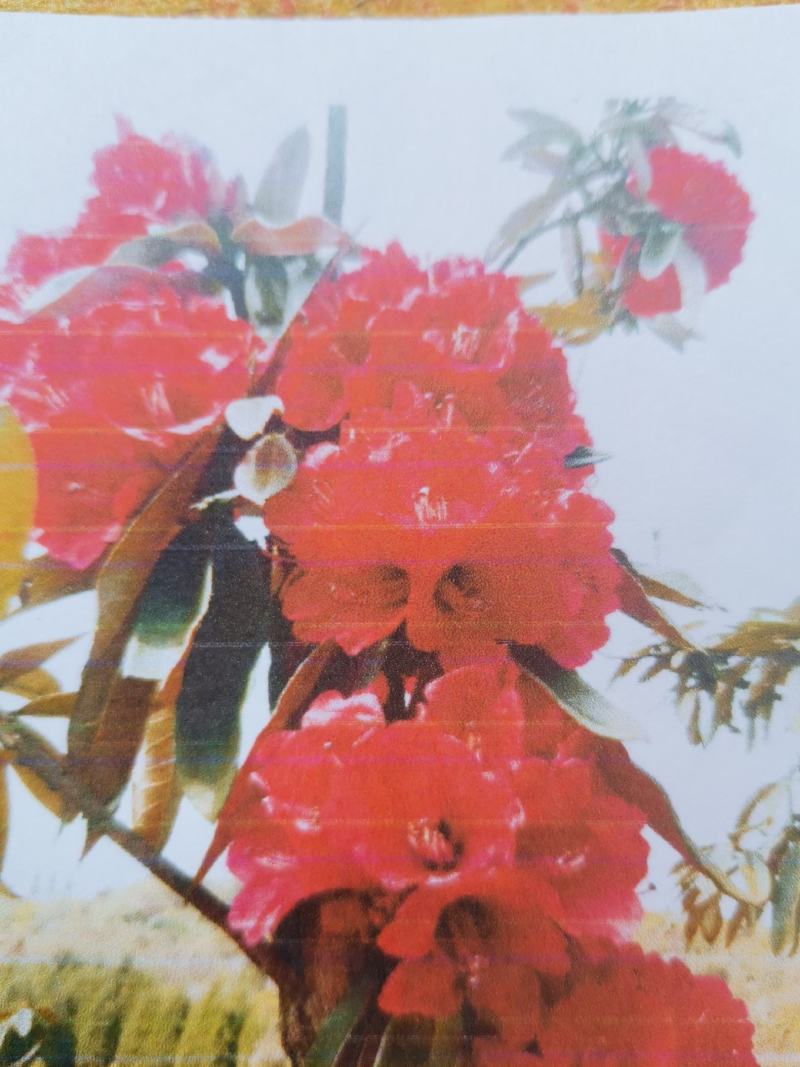 贵州马缨杜鹃花