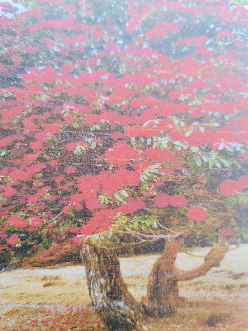 贵州马缨杜鹃花