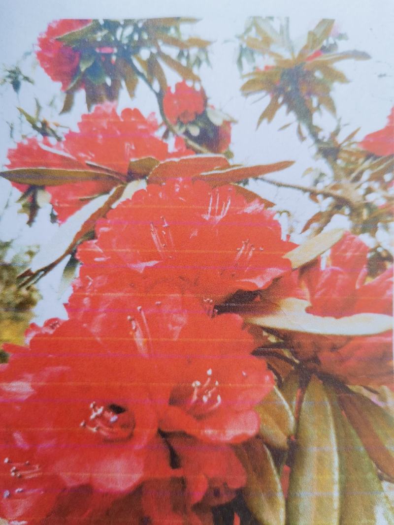 贵州马缨杜鹃花