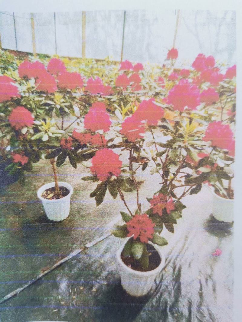贵州马缨杜鹃花