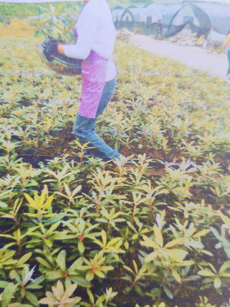 贵州马缨杜鹃花
