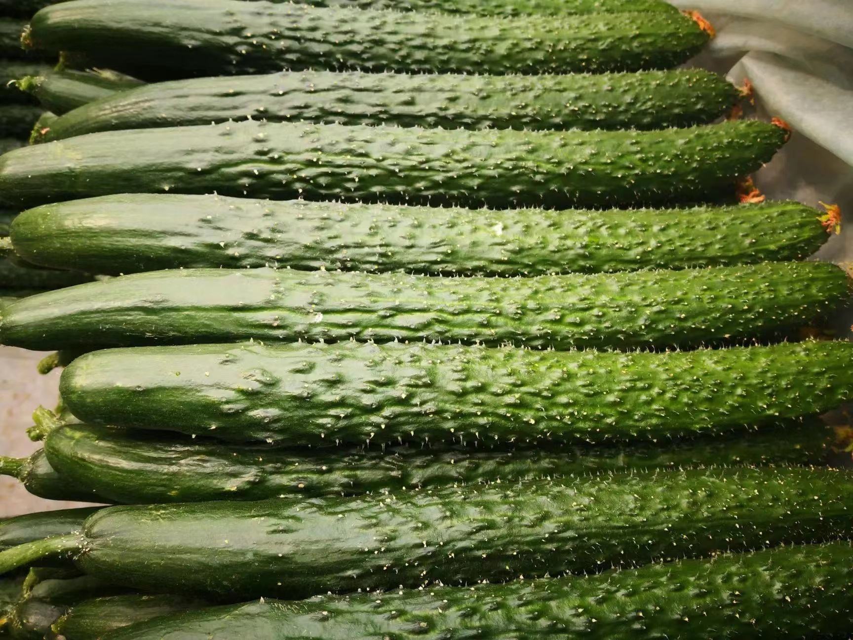 密刺黄瓜与刀具对比图