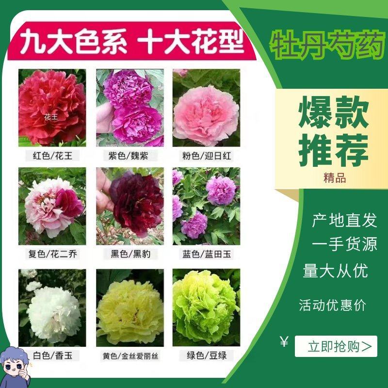 观赏牡丹九大色系十大花型品种多花色全菏泽基地直发包邮到家