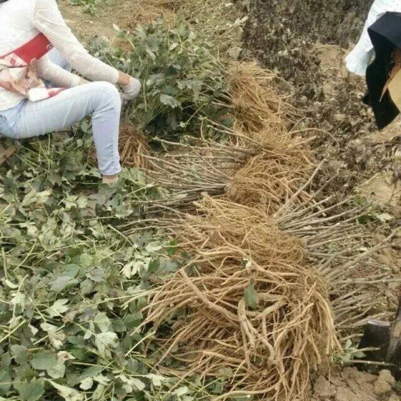观赏牡丹九大色系十大花型品种多花色全菏泽基地直发包邮到家