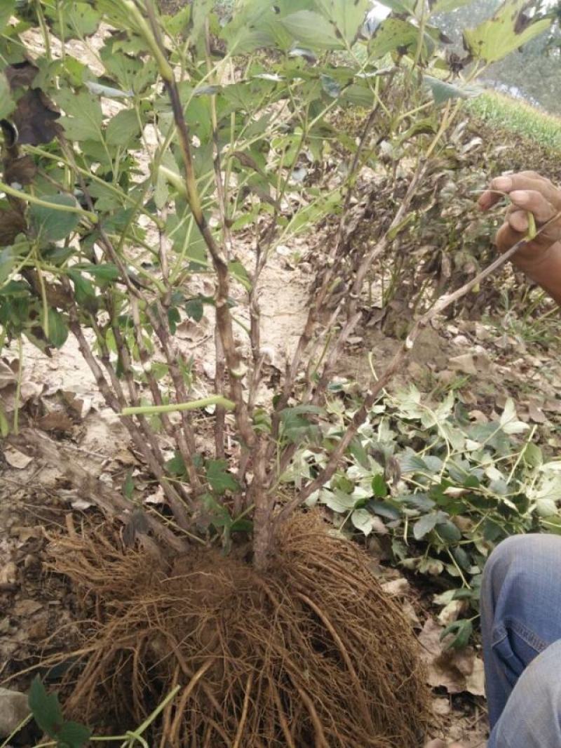 观赏牡丹九大色系十大花型品种多花色全菏泽基地直发包邮到家