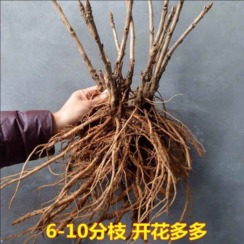 观赏牡丹九大色系十大花型品种多花色全菏泽基地直发包邮到家