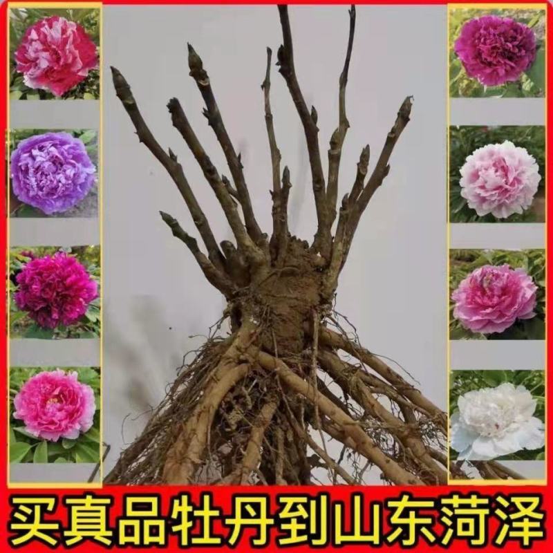 观赏牡丹九大色系十大花型品种多花色全菏泽基地直发包邮到家